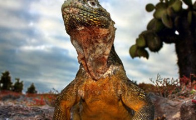 close up of iguana in Galapagos